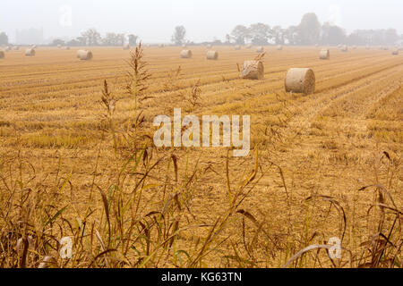 Diffusione di balle di fieno in un campo immerso nella nebbia Foto Stock