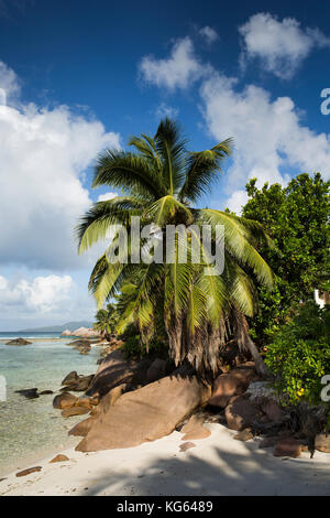 La Seychelles, Praslin, Petit Anse, Palm Tree sulla spiaggia vuota Foto Stock