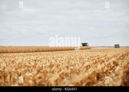 Due mietitrebbia in un campo di mais il raccolto del prodotto visualizzate nella distanza oltre la stoppia di stocchi di taglio Foto Stock