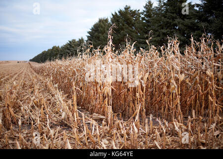Lunghi filari di mais secco piante durante la mietitura accanto a tagliare la stoppia e stocchi sostenuta da una fila di alberi verdi in un giorno nuvoloso Foto Stock