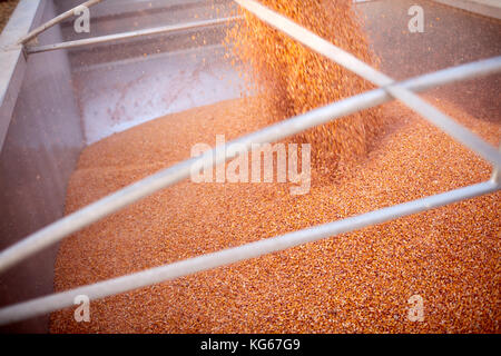 Il riempimento di un rimorchio o di un carrello con i semi di mais durante il raccolto autunnale come essi vengono svuotati dalla tramoggia di una mietitrebbia in una vista ravvicinata Foto Stock