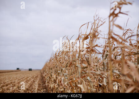 Essiccato piante di mais che vengono raccolte durante la stagione autunnale con piante non tagliato a fianco di stoppia e due trebbiatrici lontane Foto Stock