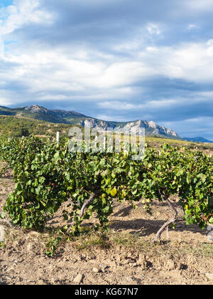 Viaggio in Crimea - Vista del vigneto della Cantina Fattoria alushta di massandra impianto di Crimea sulla costa meridionale nel mese di settembre Foto Stock