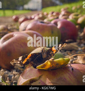 Red admiral butterfly alimentazione su caduto le mele in autunno Foto Stock