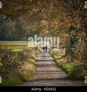 Un giovane a camminare su una strada di campagna sotto gli alberi di autunno Foto Stock