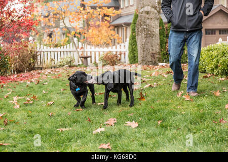 'Shadow' e 'Baxtor', tre mesi di cuccioli di Labrador Retriever nero, giocando a rimorchiatore sul prato accanto al loro proprietario a Bellevue, Washington, USA Foto Stock