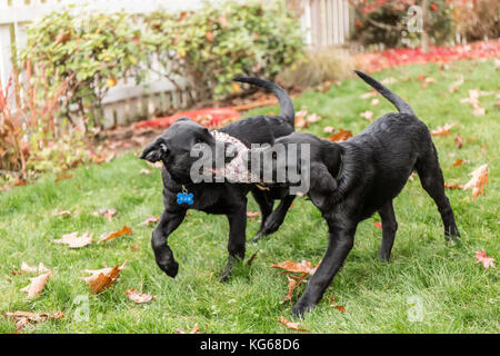 "Ombra" e "Baxtor', tre mese vecchio nero Labrador Retriever cuccioli, giocando a tirare sul prato a Bellevue, Washington, Stati Uniti d'America Foto Stock