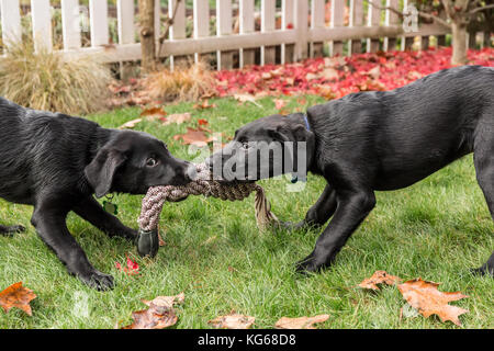 "Ombra" e "Baxtor', tre mese vecchio nero Labrador Retriever cuccioli, giocando a tirare sul prato a Bellevue, Washington, Stati Uniti d'America Foto Stock