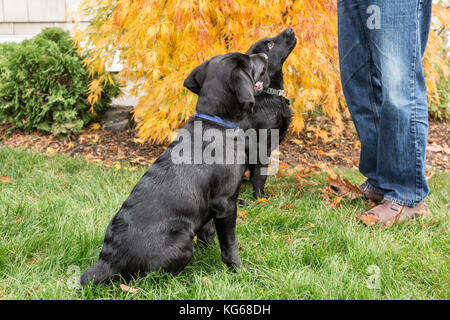 "Ombra" e "Baxtor', tre mese vecchio nero Labrador Retriever cuccioli, essere addestrato a sedersi e soggiorno, a Bellevue, Washington, Stati Uniti d'America Foto Stock