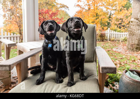 "Ombra" e "Baxtor', tre mese vecchio nero Labrador Retriever cuccioli, ponendo su un patio sedia, a Bellevue, Washington, Stati Uniti d'America Foto Stock