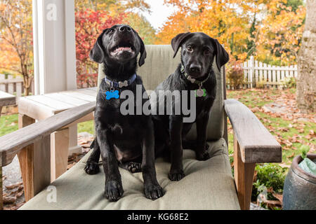 "Ombra" e "Baxtor', tre mese vecchio nero Labrador Retriever cuccioli, ponendo su un patio sedia, a Bellevue, Washington, Stati Uniti d'America Foto Stock