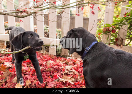 'Shadow' e 'Baxtor', cuccioli di Labrador Retriever neri di tre mesi, masticando su un ramo di albero, a Bellevue, Washington, USA Foto Stock