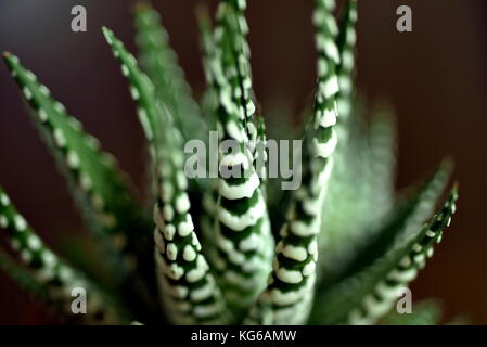 Close-up "Haworthia" fiore fasciata in pentola a casa, Haworthiopsis fasciata, precedentemente noto come "Haworthia" fasciata, è una specie di piante succulente Foto Stock