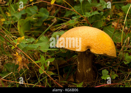 Un grande i porcini crescono nel sottobosco tra l'autunno erba e foglie Foto Stock
