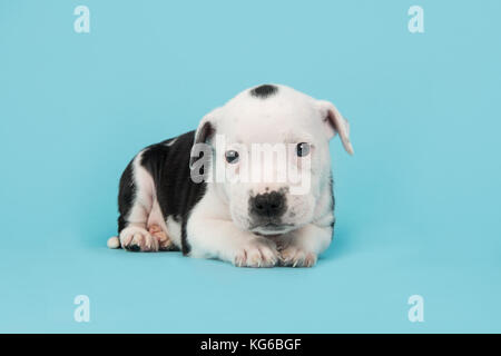 Carino in bianco e nero 5 settimane vecchio stafford terrier cucciolo sdraiato visto dal lato su uno sfondo blu Foto Stock