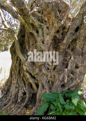 Dettaglio del tronco di un vecchio Olivo (Olea europaea) a Melanes, isola di Naxos, Cicladi, Egeo, Grecia Foto Stock