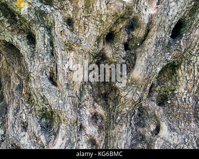 Dettaglio del tronco di un vecchio Olivo (Olea europaea) a Melanes, isola di Naxos, Cicladi, Egeo, Grecia Foto Stock