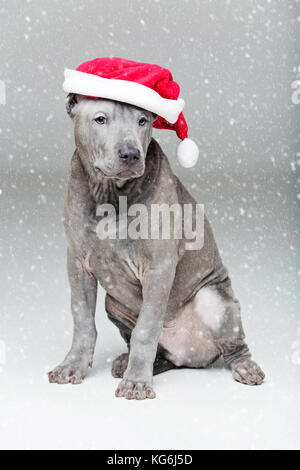 Thai ridgeback cucciolo in xmas hat Foto Stock