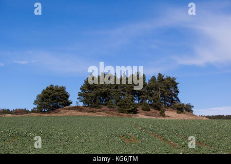 Bestelltes Rafeld im Herbst Foto Stock