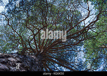 Il tronco di albero di pino nella foresta alla ricerca fino al cielo e il cielo Foto Stock