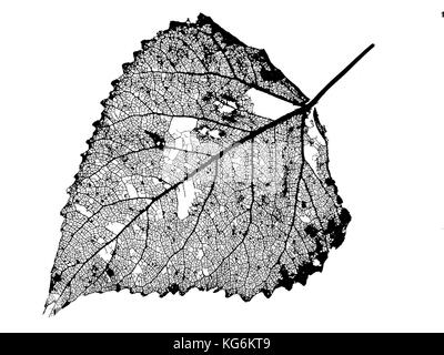 Pioppo nero Populus nigra foglia scheletro al tramonto Foto Stock