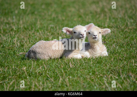 Due simpatici baby twin neonato agnelli sdraiati insieme in un campo in primavera Foto Stock