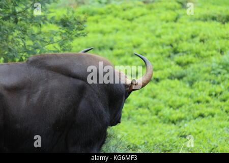 Wild nilgiri gaur (bison) Foto Stock