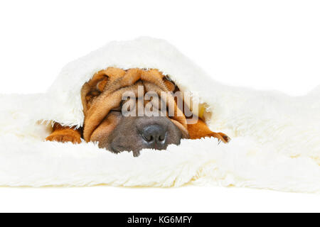 Shar Pei cucciolo sotto il plaid Foto Stock