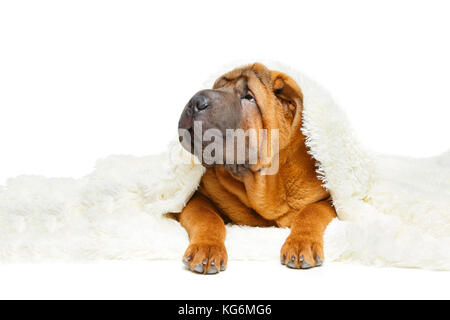 Shar Pei cucciolo sotto il plaid Foto Stock