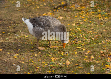 Big Grey Goose domestico passeggiate intorno e guardando fuori qualsiasi cibo a terra per la stagione autunnale Foto Stock