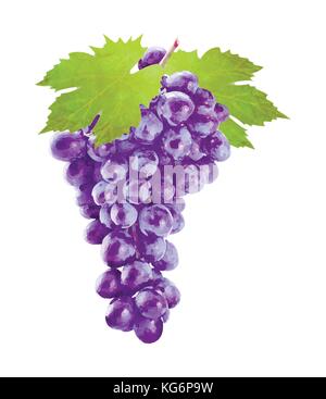Acquerello uva con foglie su bianco Illustrazione Vettoriale