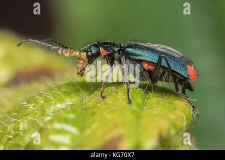 Comune coleottero Malachite maschio (Malachius bipustulatus) in appoggio sulla lamina. Tipperary, Irlanda Foto Stock