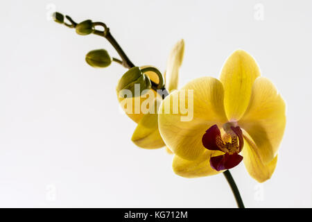 Giallo e rosa orchid - una levetta con il fiore e poche gemme isolati su sfondo bianco Foto Stock