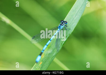 Libellula blu seduto su una lama di erba Foto Stock