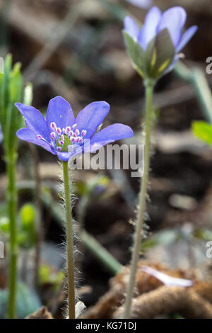 Due blue Hepatica nobilis fiori nella primavera del sottobosco Foto Stock