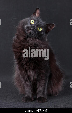 Gatto nero seduto su uno sfondo scuro e agendo molto curioso inclinando la testa in un divertente e carino pongono. capelli lunghi angora Turco razza. adulto fem Foto Stock