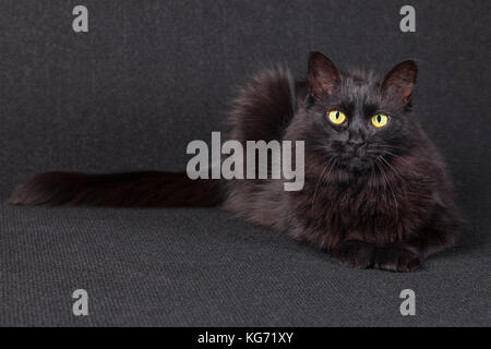 Assonnato gatto nero disteso di fronte alla macchina fotografica su uno sfondo scuro. capelli lunghi angora Turco razza. femmina adulta. Foto Stock