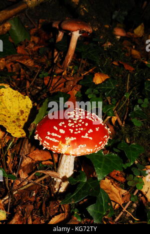 Bosco funghi che crescono in autunno nel Regno Unito Foto Stock