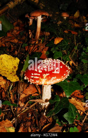 Bosco funghi che crescono in autunno nel Regno Unito Foto Stock