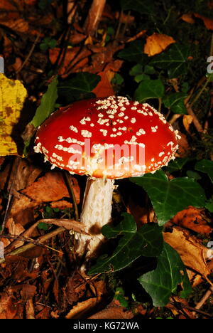 Bosco funghi che crescono in autunno nel Regno Unito Foto Stock