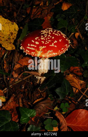 Bosco funghi che crescono in autunno nel Regno Unito Foto Stock