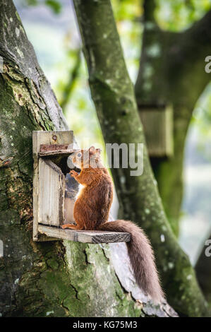 Un intelligente scoiattolo rosso apertura di un alimentatore per ottenere i dadi all'interno (Cotswolds, UK) Foto Stock