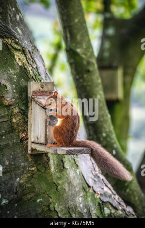 Un intelligente scoiattolo rosso apertura di un alimentatore per ottenere i dadi all'interno (Cotswolds, UK) Foto Stock