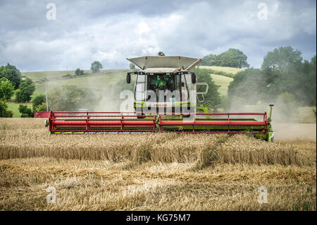 Un combinato di harvester raccoglie in un campo di grano in Cotswolds, Regno Unito Foto Stock