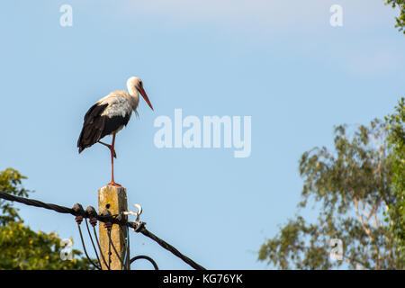 Un cicogne in piedi su un palo elettrico su una gamba Foto Stock