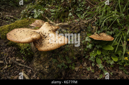 Dryad la sella, Polyporus squamosus, un basidiomicete fungo della staffa sulla vecchia quercia log. Il West Dorset. Foto Stock