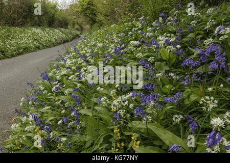 Bella strada fiorita orlo in primavera con bluebells, aglio selvatico ecc vicino Powerstock, Dorset Foto Stock