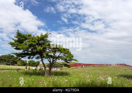 I turisti a hitachi seaside park. bellissimo campo cosmos e kochia montagna collina nella stagione autunnale con cielo blu a Ibaraki, Giappone. Foto Stock