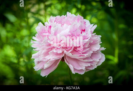 Testa di un rosa peonia fiore 'sarah bernhardt". close up. verde naturale dello sfondo. Foto Stock