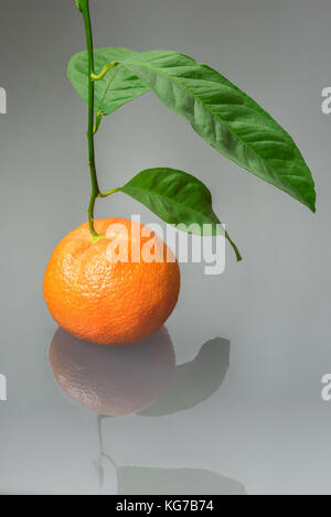Vivacemente colorato fresco o mandarino cinese mandarino sul ramo con foglie verdi con la sua riflessione. non focalizzato sullo sfondo grigio. Foto Stock
